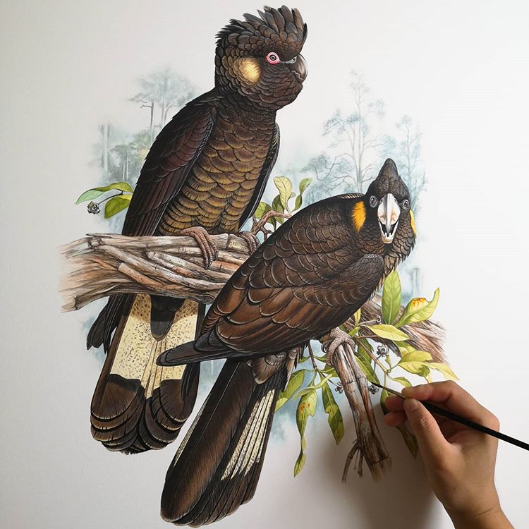 博物画水彩手绘黑凤头鹦鹉