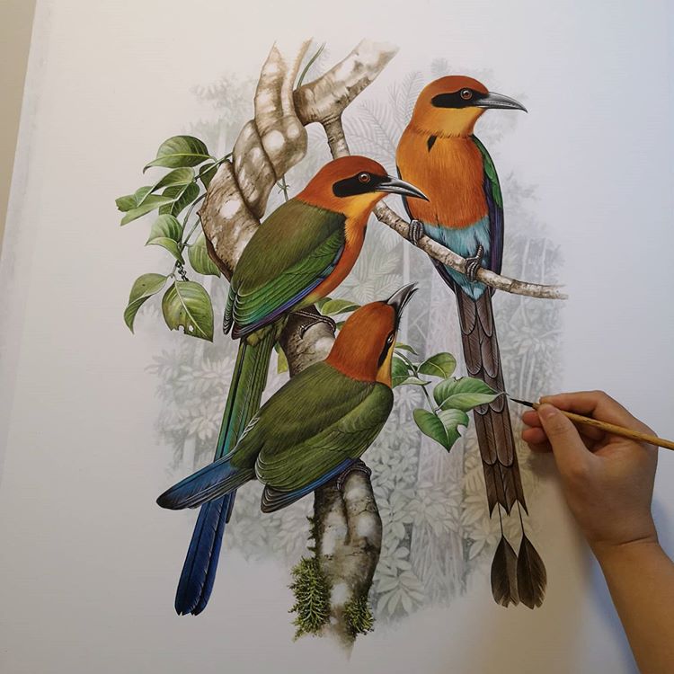 自然手绘鸟类博物绘画