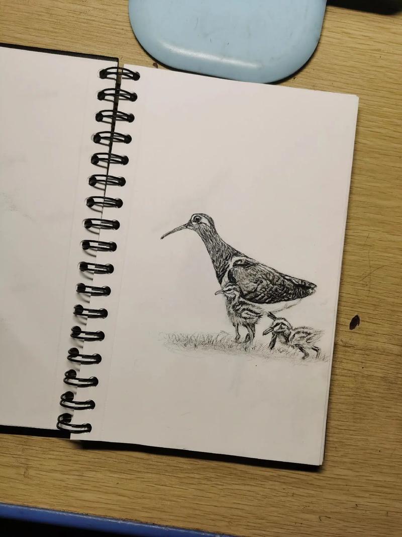 鸟手绘画 鸟手绘简笔画