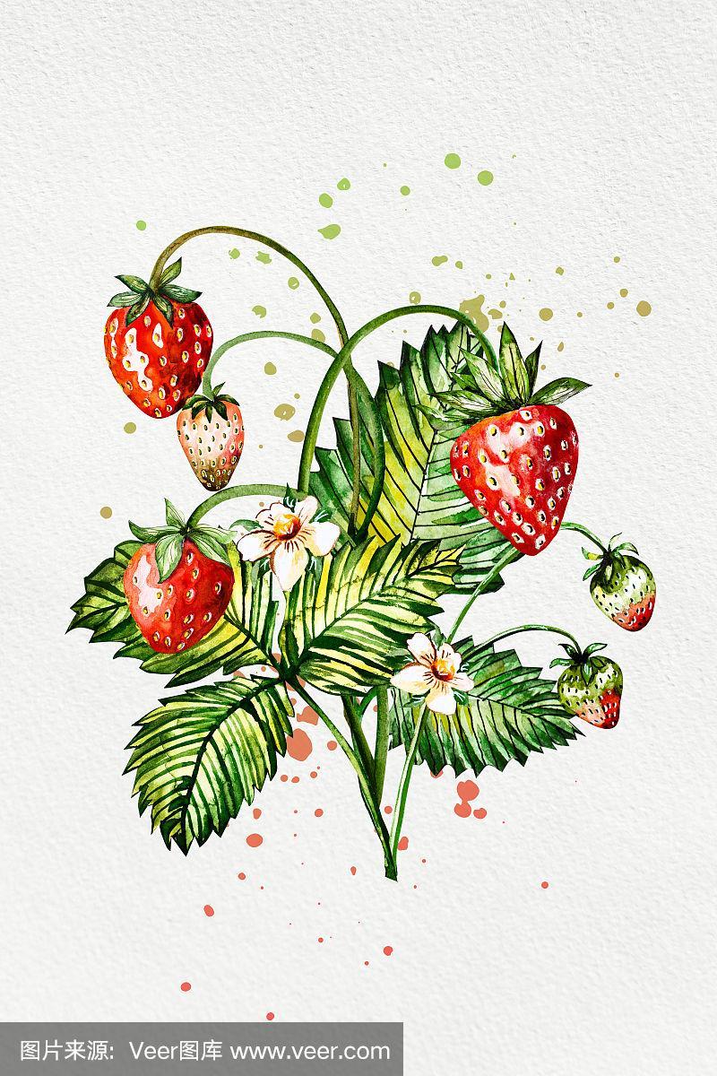 草莓手绘画 草莓手绘图